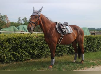 Trottatore Tedesco, Castrone, 14 Anni, 160 cm, Baio