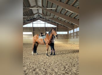 Trottatore Tedesco, Castrone, 14 Anni, 164 cm, Baio