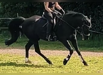 Trottatore Tedesco, Castrone, 15 Anni, 146 cm, Morello