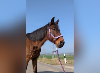 Trottatore Tedesco, Castrone, 18 Anni, 158 cm, Baio