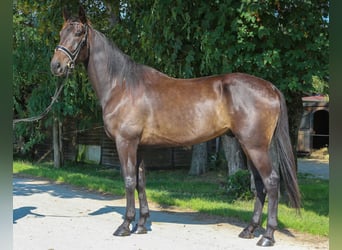 Trottatore Tedesco, Castrone, 4 Anni, 170 cm, Baio scuro