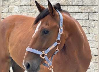 Trottatore Tedesco, Castrone, 5 Anni, 160 cm, Sauro