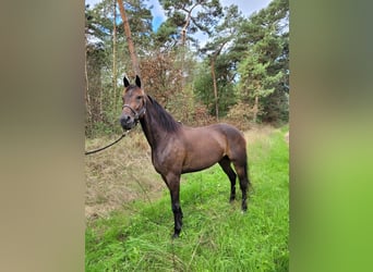 Trottatore Tedesco, Castrone, 5 Anni, 163 cm, Baio scuro