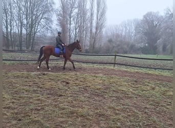 Trottatore Tedesco, Castrone, 5 Anni, 167 cm, Baio