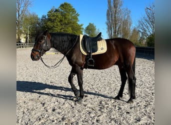 Trottatore Tedesco, Castrone, 6 Anni, 167 cm, Baio