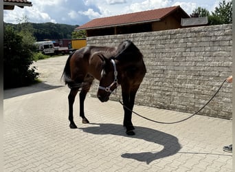Trottatore Tedesco, Castrone, 6 Anni, 169 cm, Baio scuro