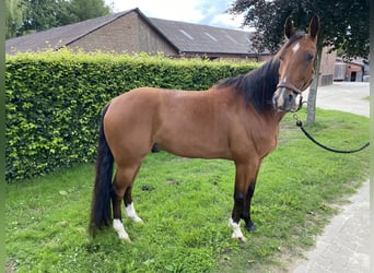 Trottatore Tedesco, Castrone, 7 Anni, 155 cm, Baio