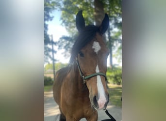 Trottatore Tedesco, Castrone, 7 Anni, 159 cm, Baio