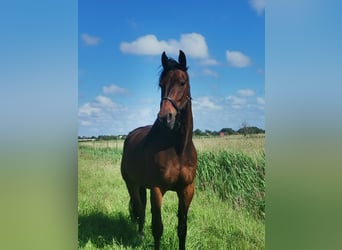 Trottatore Tedesco, Castrone, 7 Anni, 161 cm, Baio