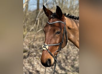 Trottatore Tedesco, Castrone, 7 Anni, 162 cm, Baio