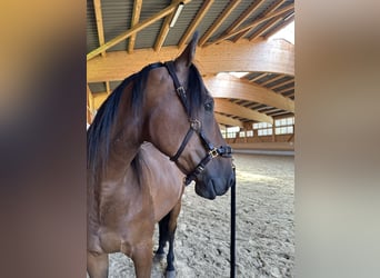 Trottatore Tedesco, Castrone, 8 Anni, 164 cm, Baio