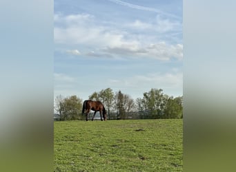 Trottatore Tedesco, Castrone, 8 Anni, 164 cm, Baio