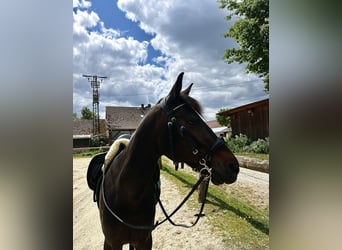 Trottatore Tedesco, Castrone, 9 Anni, 160 cm, Baio scuro