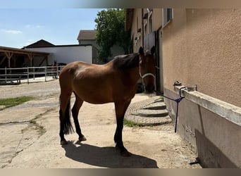 Trottatore Tedesco, Giumenta, 12 Anni, 161 cm, Baio ciliegia