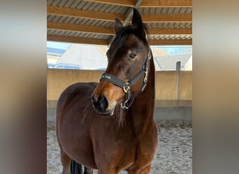 Trottatore Tedesco, Giumenta, 12 Anni, 165 cm, Baio