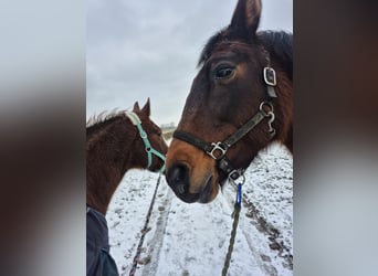 Trottatore Tedesco, Giumenta, 16 Anni, Baio