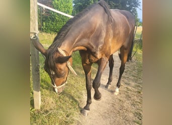 Trottatore Tedesco, Giumenta, 18 Anni, 162 cm, Baio scuro