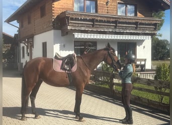 Trottatore Tedesco, Giumenta, 4 Anni, 162 cm, Baio