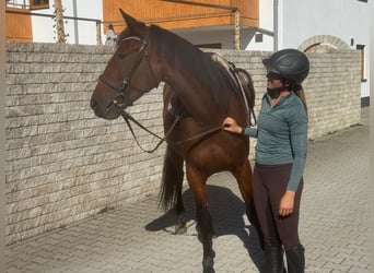 Trottatore Tedesco, Giumenta, 4 Anni, 162 cm, Baio