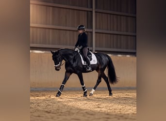 Trottatore Tedesco, Giumenta, 6 Anni, 155 cm, Baio scuro