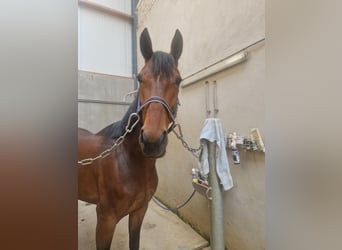 Trottatore Tedesco, Giumenta, 6 Anni, 163 cm, Baio scuro