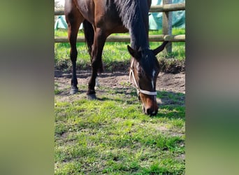 Trottatore Tedesco, Giumenta, 7 Anni, 162 cm, Baio