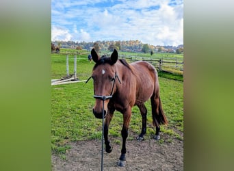 Trottatore Tedesco, Giumenta, 8 Anni, 162 cm, Baio