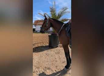 Trottatore Tedesco, Giumenta, 9 Anni, 156 cm, Baio