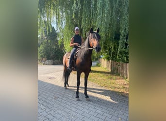 Trottatore Tedesco, Stallone, 14 Anni, 158 cm, Baio scuro