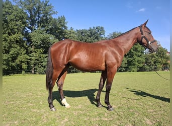 Trottatore Tedesco, Stallone, 1 Anno, 152 cm, Baio