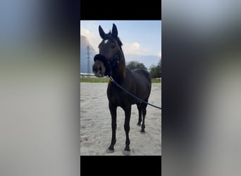 Trotter włoski, Klacz, 3 lat, 168 cm, Ciemnogniada