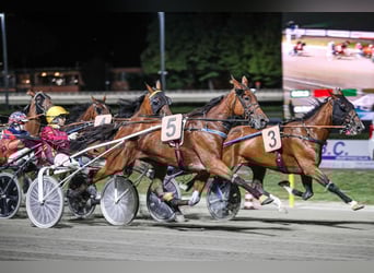 Trotter włoski, Klacz, 6 lat, 160 cm, Gniada