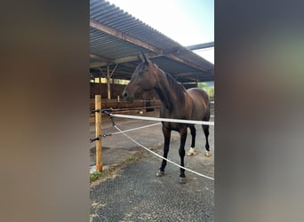 Trotter włoski, Klacz, 9 lat, 166 cm, Ciemnogniada