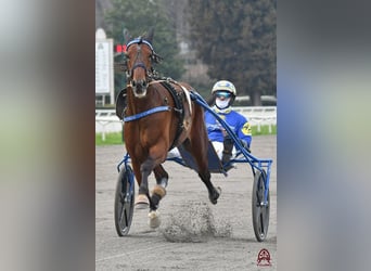 Trotter włoski, Ogier, 4 lat, Gniada