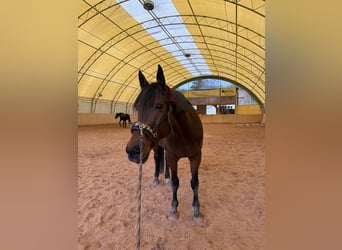 Trotter włoski, Wałach, 12 lat, 163 cm, Gniada