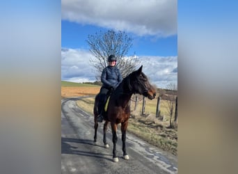 Trotteur allemand, Hongre, 10 Ans, 158 cm, Bai