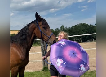 Trotteur allemand, Hongre, 10 Ans, 160 cm, Bai
