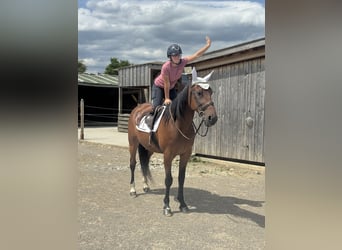 Trotteur allemand, Hongre, 10 Ans, 164 cm, Bai