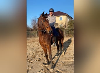 Trotteur allemand, Hongre, 11 Ans, 168 cm, Bai