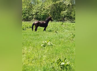 Trotteur allemand, Hongre, 11 Ans, 170 cm, Bai