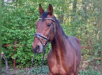 Trotteur allemand, Hongre, 12 Ans, 164 cm, Bai