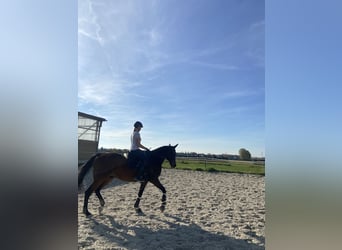 Trotteur allemand, Hongre, 13 Ans, 165 cm, Bai