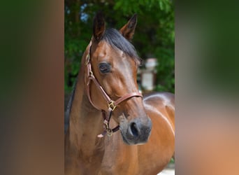 Trotteur allemand, Hongre, 14 Ans, 157 cm, Bai
