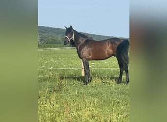 Trotteur allemand, Hongre, 14 Ans, 158 cm, Bai brun