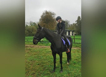 Trotteur allemand, Hongre, 14 Ans, 164 cm, Noir