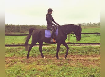 Trotteur allemand, Hongre, 14 Ans, 164 cm, Noir