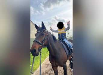 Trotteur allemand, Hongre, 17 Ans, 165 cm, Bai