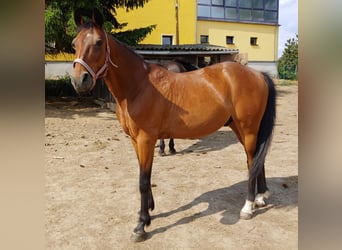 Trotteur allemand, Hongre, 18 Ans, 158 cm, Bai