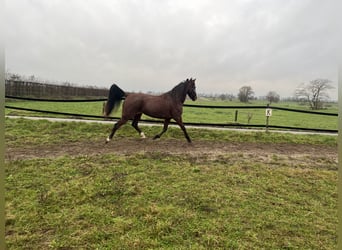 Trotteur allemand, Hongre, 3 Ans, 164 cm, Alezan brûlé