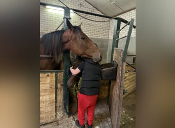 Trotteur allemand, Hongre, 3 Ans, 164 cm, Bai